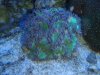 Tank pictures 7-09 026.jpg