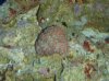Tank pictures 7-09 028.jpg