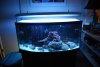 New fish 137.jpg