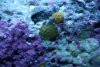 New fish 173.jpg