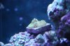 New fish 207.jpg