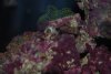 New fish 212.jpg