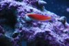New fish 180.jpg