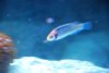 New fish 158.jpg