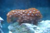New fish 147.jpg
