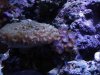 reef1.jpg