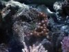 reef3.jpg
