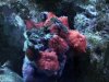 reef4.jpg