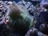 reef5.jpg
