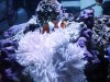 reef6.jpg