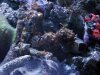 reef7.jpg
