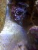 Cleaner Shrimp2.JPG
