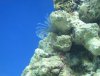 FeatherDuster.jpg