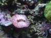 DSCF1623a.JPG