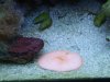 DSCF1625a.JPG