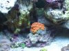 DSCF1626a.JPG