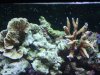DSCF1627a.JPG