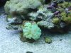DSCF1630a.JPG