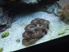 DSCF1632a.JPG