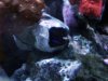 basslet.jpg