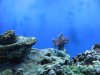 Aquarium-023.jpg