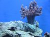 Aquarium-059.jpg