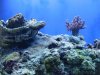 Aquarium-048.jpg