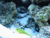 Aquarium-047.jpg
