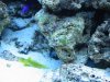 Aquarium-040.jpg