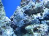 Aquarium-032.jpg