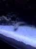 Diamond goby.jpg