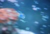fish tail rot 115.jpg
