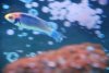 fish tail rot 116.jpg