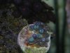 new zoas.jpg