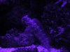 blenny.jpg