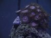zoas.jpg