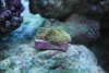 new coral 007.jpg