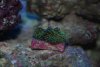new coral 003.jpg