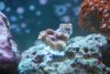 new coral 012.jpg
