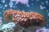 new coral 017.jpg