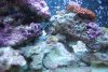 new coral 024.jpg