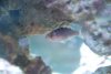 new coral 033.jpg