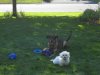 coco and lily playing.jpg