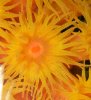 polypmacro.jpg