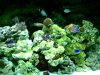 new reef 004.jpg