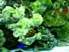 new reef 005.jpg