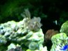 new reef 006.jpg