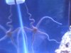 brittle starfish.jpg