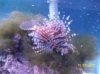 Austins Aquarium 007.jpg