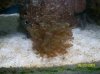 Austins Aquarium 023.jpg